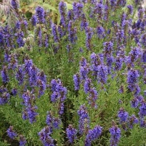 Plant de vivace Hysope