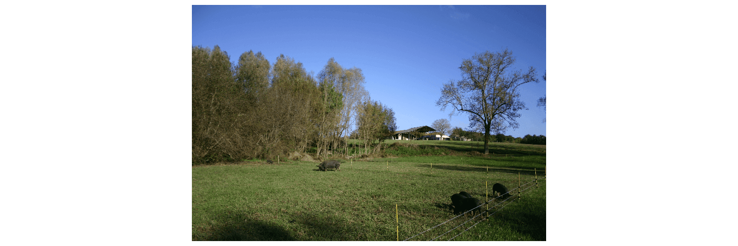 Bannière de Porc Noir de La Borio