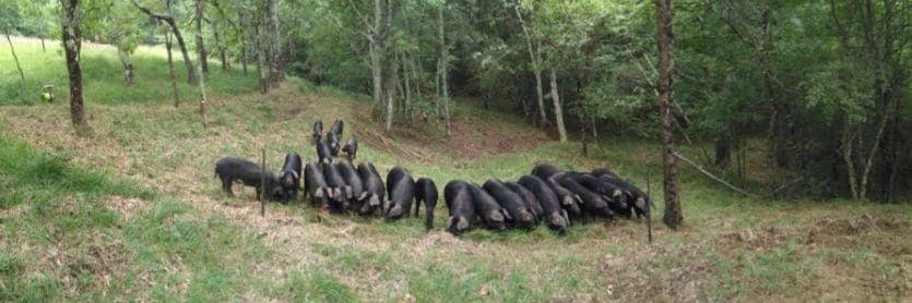 Bannière de le noir du picou