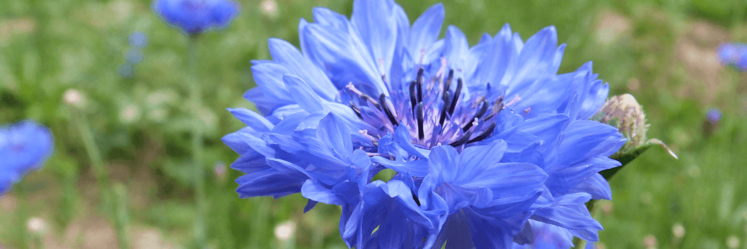 Bannière de Un brin  de saveur
