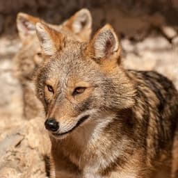 Logo de La Dépaysante - La Gane de La Vialatte (Ste Fort.)