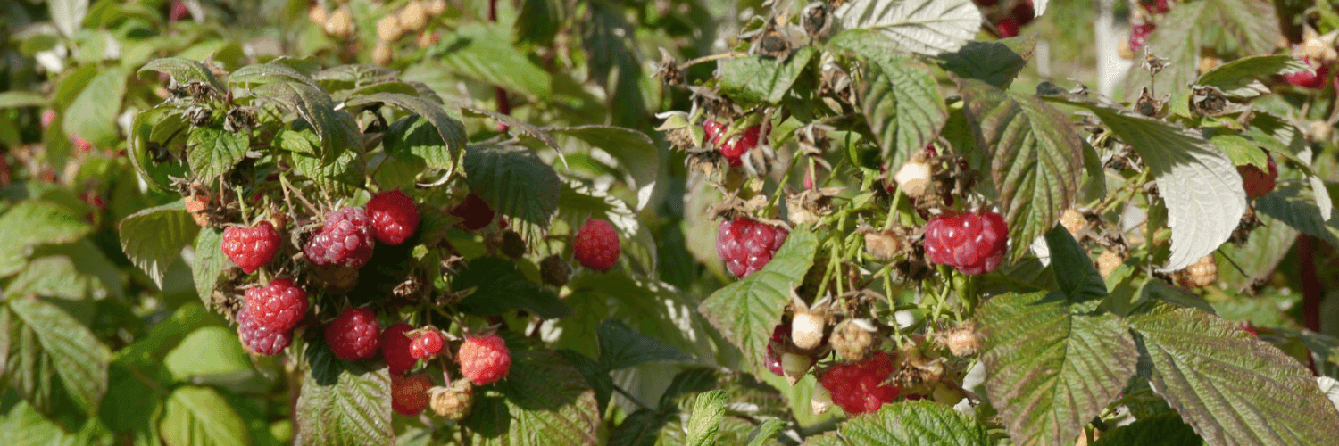 Bannière de Les Jardins Gourmands