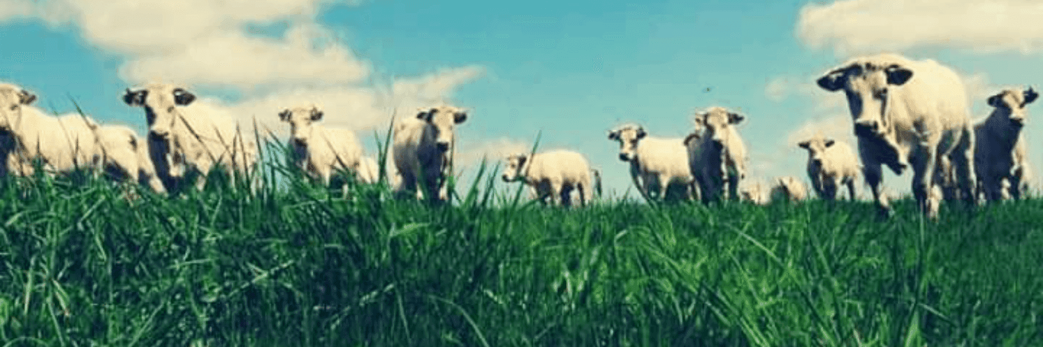 Bannière de Les Landes celtes