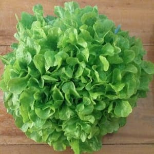 LAITUE FEUILLE DE CHENE BLONDE