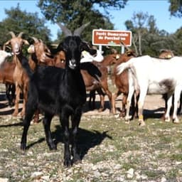 Ferme l'Orée des Chênes Ferme l'Orée des Chênes #8