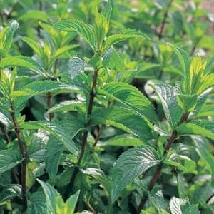 Plant Menthe Poivrée