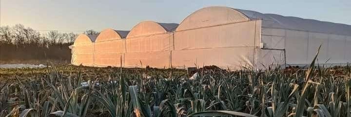 Bannière de Les fanes de légumes