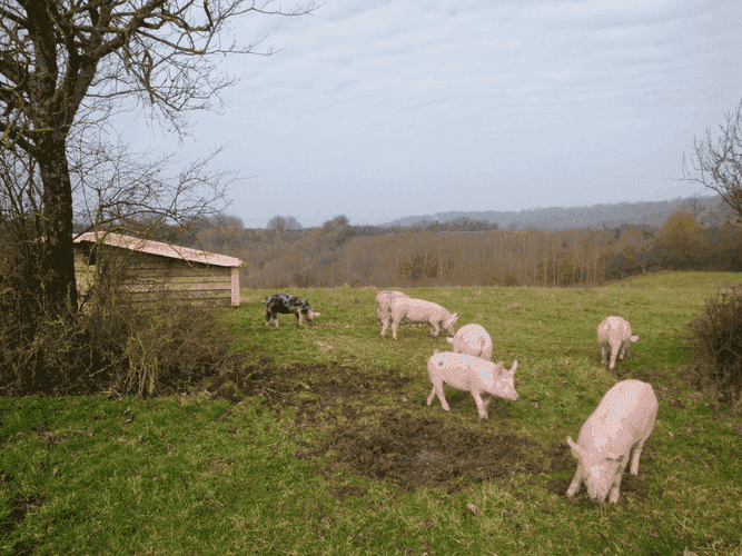 Bannière de Ferme des 3 Petits Colibris