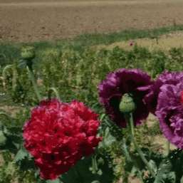 Plant de fleur Pavot double