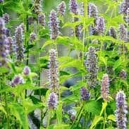 Plant de vivace Agastache anisée