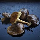Shiitake - poche 500g