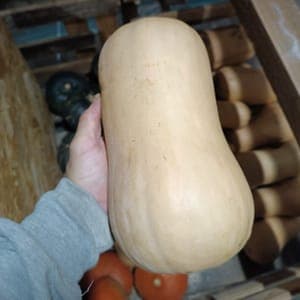Butternut