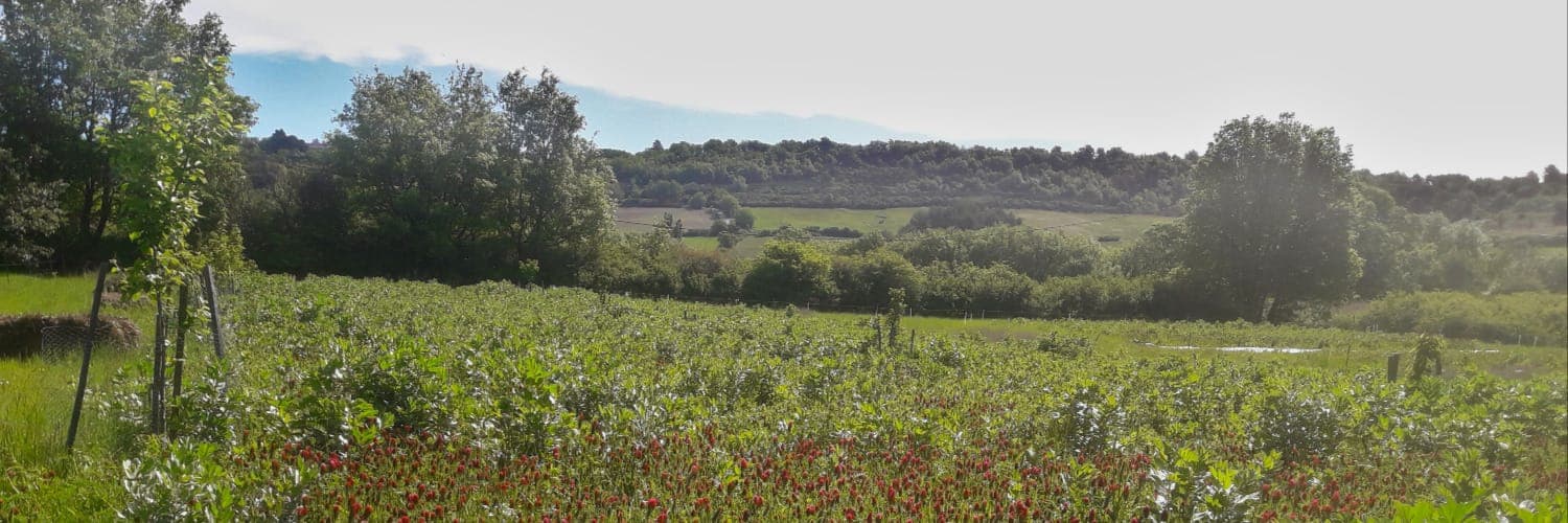 Bannière de Le champ derrière la porte bleue