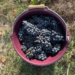 Château de Belaygues Château de Belaygues #5