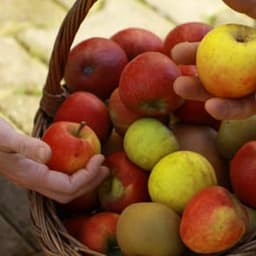 La Charrue Tordue La Charrue Tordue #4