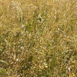 Ferme Cérès Ferme Cérès #4