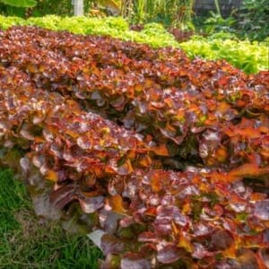 SALADE FEUILLE DE CHENE ROUGE