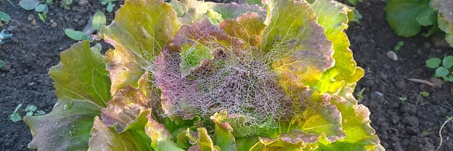 Bannière de La terre d'Eglandouille