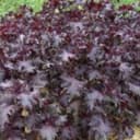 Plant d'aromatique Shiso Pourpre