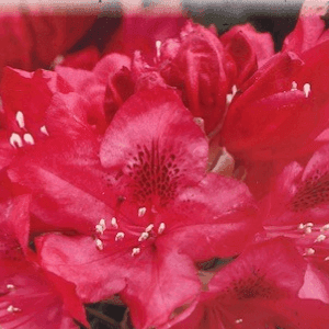 Rhododendrons 60 cm