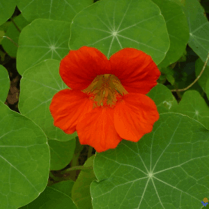 Plant de fleur Capucine