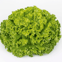 salade batavia blonde