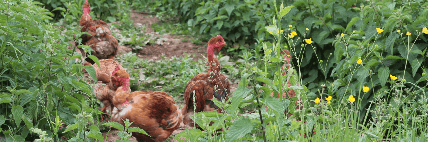 Bannière de La Ferme d'à côté