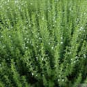 Plant d'aromatique Sarriette annuelle