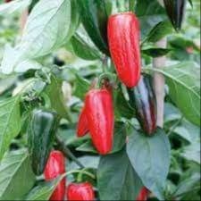Plant de piment de la Bresse