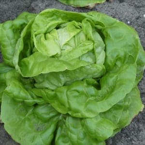 SALADE LAITUE POMMEE