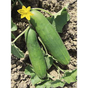 Plant de concombre le Généreux