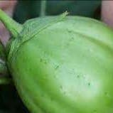 Plant d'aubergine Daimaru