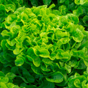 salade feuille de chêne blonde