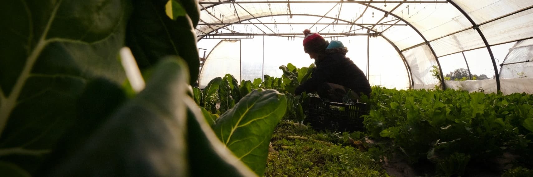 Bannière de GAEC Radis&co