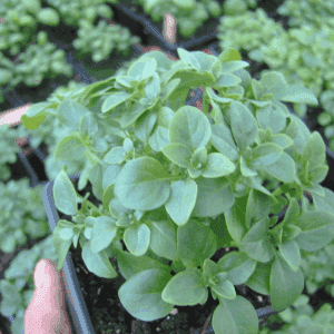 Basilic petites feuilles