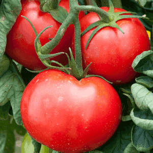 tomate fandango