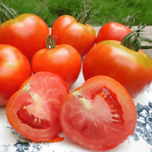 tomate Montfavet