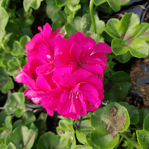 geranium lierre double