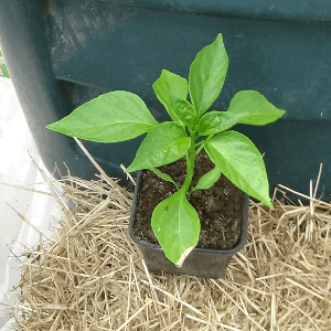 plant poivron
