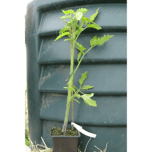 plant tomate coeur de boeuf