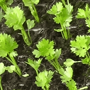 plant celeri rave