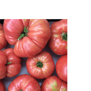 tomates rosa population