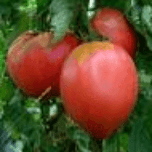 tomate coeur de bœuf rose population