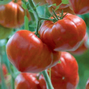 Tomates Panachées avec Variétés anciennes