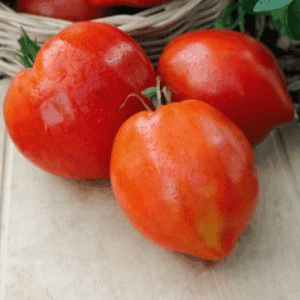 tomate cauralina type coeur de boeuf