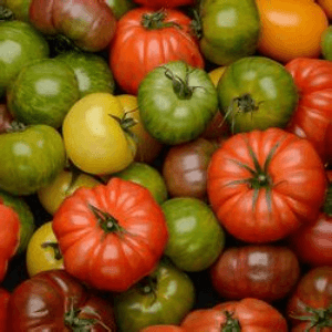 Colis de 4 Kg de Tomates à coulis