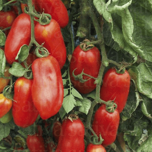 tomates roma idéales a coulis