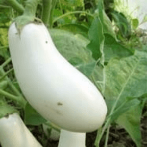 aubergine blanche dourgha