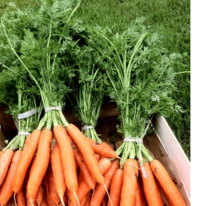 carottes botte 600-650g