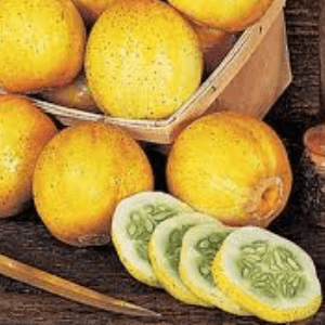 Concombre Citron